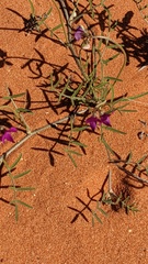 Swainsona campylantha