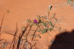 Swainsona campylantha