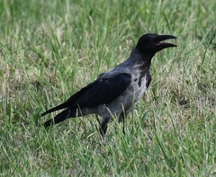 Corvus cornix