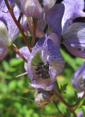 Aconitum nasutum