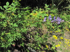 Aconitum nasutum