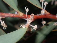 Hakea incrassata