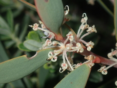 Hakea incrassata