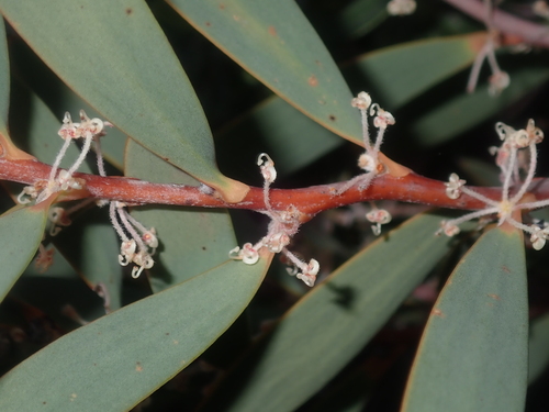 Image of Hakea incrassata by (c) Thomas Mesaglio, some rights reserved (CC BY)
