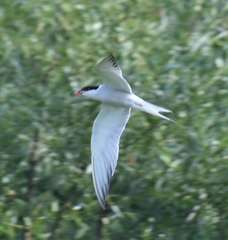 Sterna hirundo