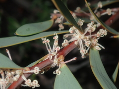 Hakea incrassata