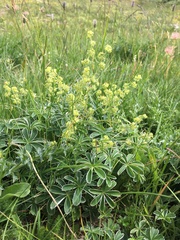 Alpinae