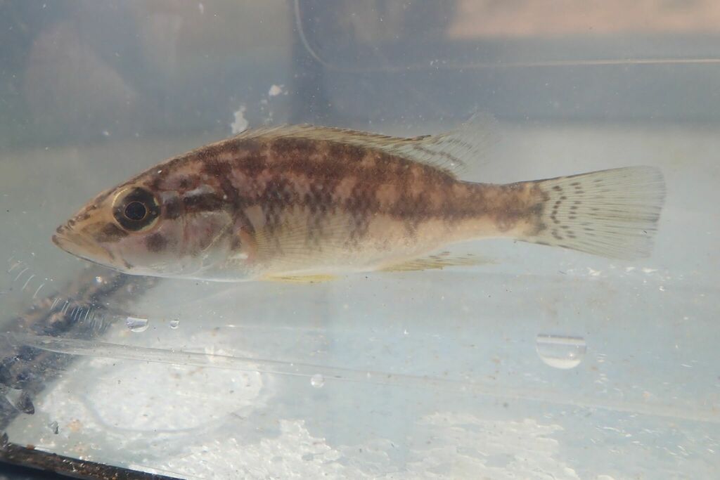 Lowveld largemouth (Serranochromis meridianus) — Cichlidae