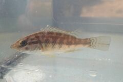 Serranochromis meridianus