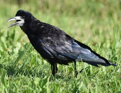 Corvus frugilegus