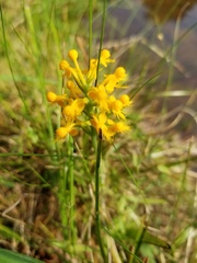 Platanthera cristata