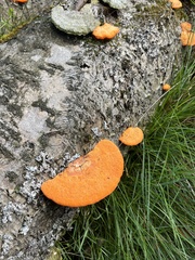 Aurantiporus croceus