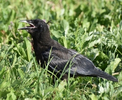 Corvus frugilegus