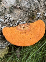 Aurantiporus croceus