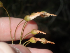 Drosera prophylla