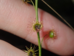 Drosera prophylla