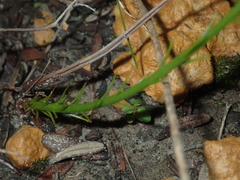Drosera prophylla