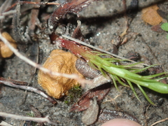 Drosera prophylla