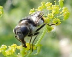 Cheilosia illustrata