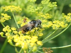 Cheilosia illustrata