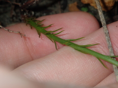 Drosera prophylla