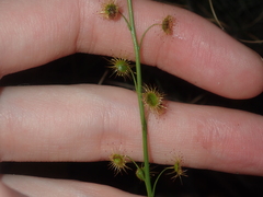 Drosera prophylla