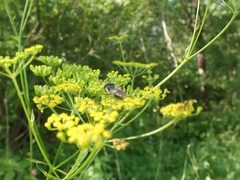 Cheilosia illustrata