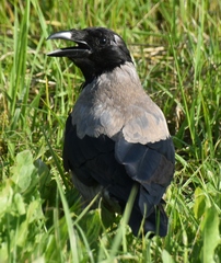 Corvus cornix