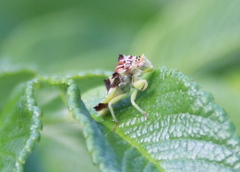 Phymata americana americana