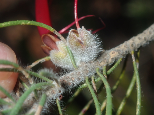 Image of Melaleuca eriocarpa by (c) Thomas Mesaglio, some rights reserved (CC BY)