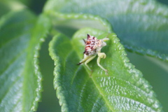 Phymata americana americana
