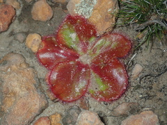 Drosera magna