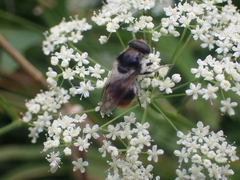 Cheilosia illustrata