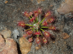 Drosera barbigera