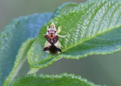 Phymata americana americana