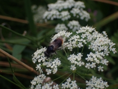 Cheilosia illustrata
