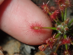 Drosera barbigera