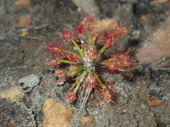 Drosera barbigera