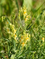 Linaria vulgaris