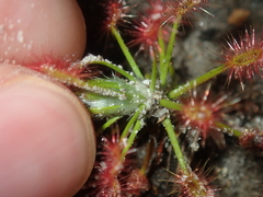 Drosera barbigera