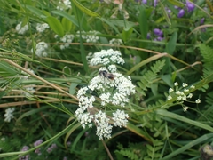 Cheilosia illustrata