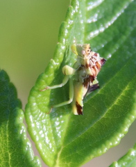 Phymata americana americana