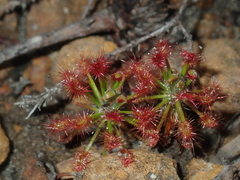 Drosera barbigera