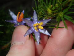 Calectasia narragara