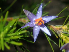 Calectasia narragara
