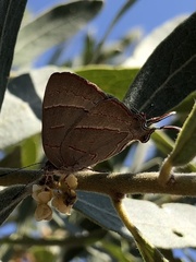 Hemiolaus caeculus