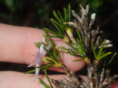 Calectasia narragara