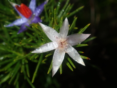 Calectasia narragara