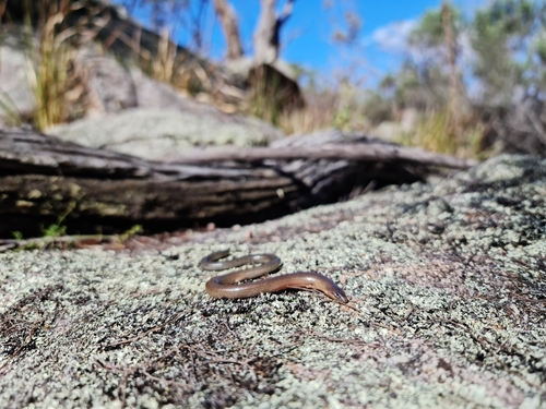 Two-clawed Worm-skink, Anomalopus leuckartii