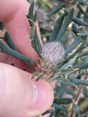 Image of Banksia carlinoides by (c) Thomas Mesaglio, some rights reserved (CC BY)